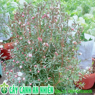 Cây nhất chi mai