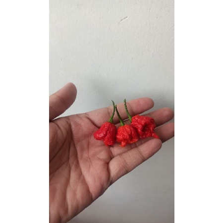 Hạt ớt DRAGON BREATH