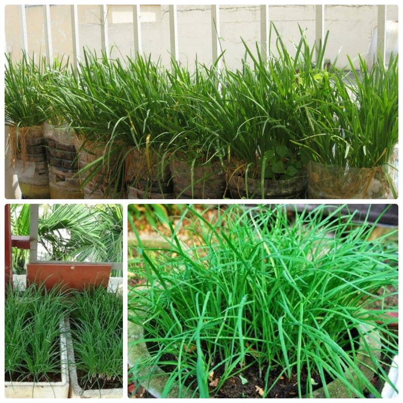 HẠT GIỐNG HẸ ĂN BÔNG - GÓI 1 GRAM