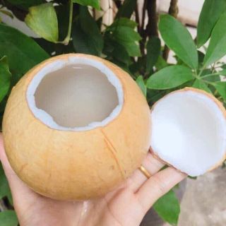 Dừa xiêm sọ Bến Tre