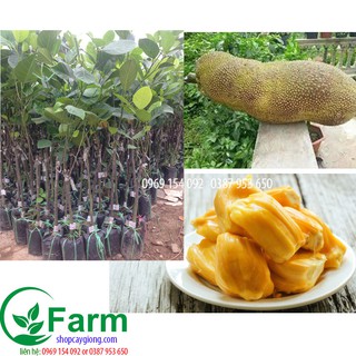 cây mít malaysia - bầu sơ dừa