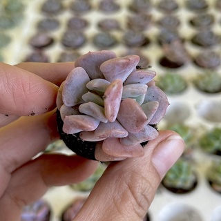 Sen Cúc Tím Mini ( 2 - 3cm )