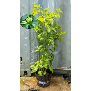 Ớt xiêm trắng đang trái