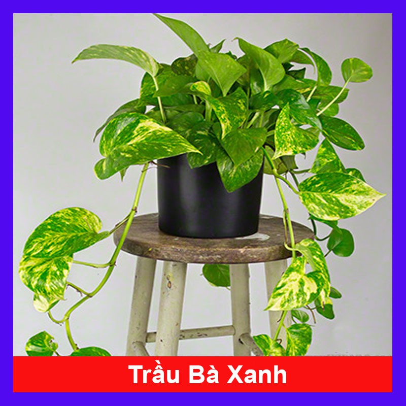 Cây trầu bà xanh - cây cảnh mini + tặng phân bón cho cây