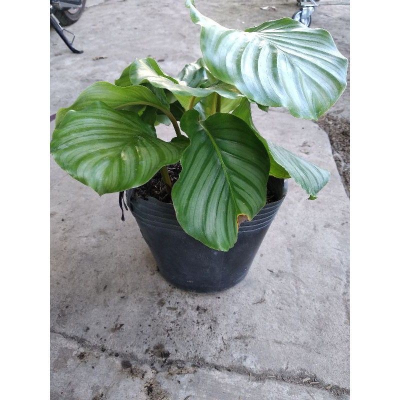 Chậu cứng Đuôi công táo calathea orbifolia