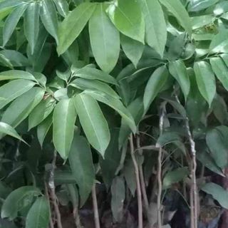 Cây giống vải thiều