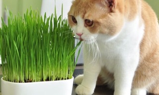 Hạt giống cỏ cho mèo 50g 😸😸 / /