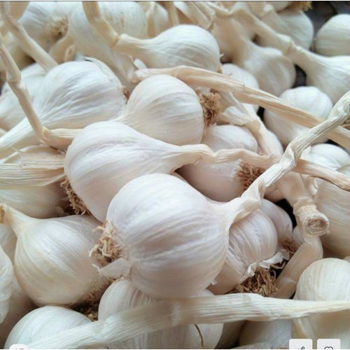 Tỏi ta còn cuống (ảnh thật) 500Gr