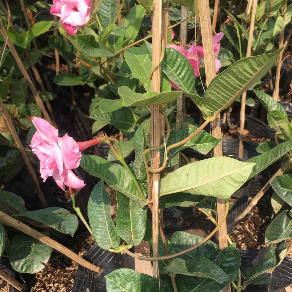 Cây Hoa Hồng Anh Leo Giàn Chiều Cao 50cm Hoa Quanh Năm
