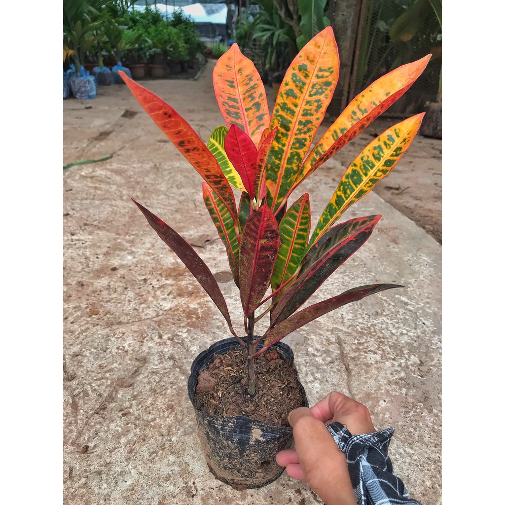 Cây cô tòng lá mít, chiều cao 20-25cm cây có sức sống khỏe, lá đốm đỏ thích hợp trang trí sân vườn