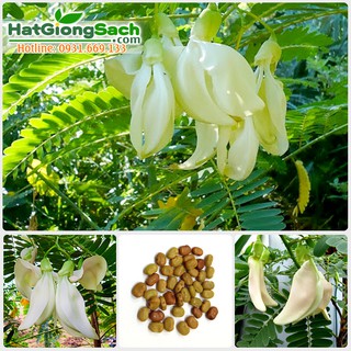 Hạt giống so đũa, có hàm lượng dinh dưỡng khá cao đồng thời còn là một loại cây thảo dược quý, gói 2gr