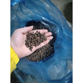 💥1,5kg hạt giống hoa tam giác mạch đồng văn hà giang cho khách 😍