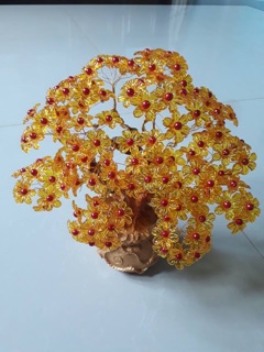 Cây kim tiền( thần tài)