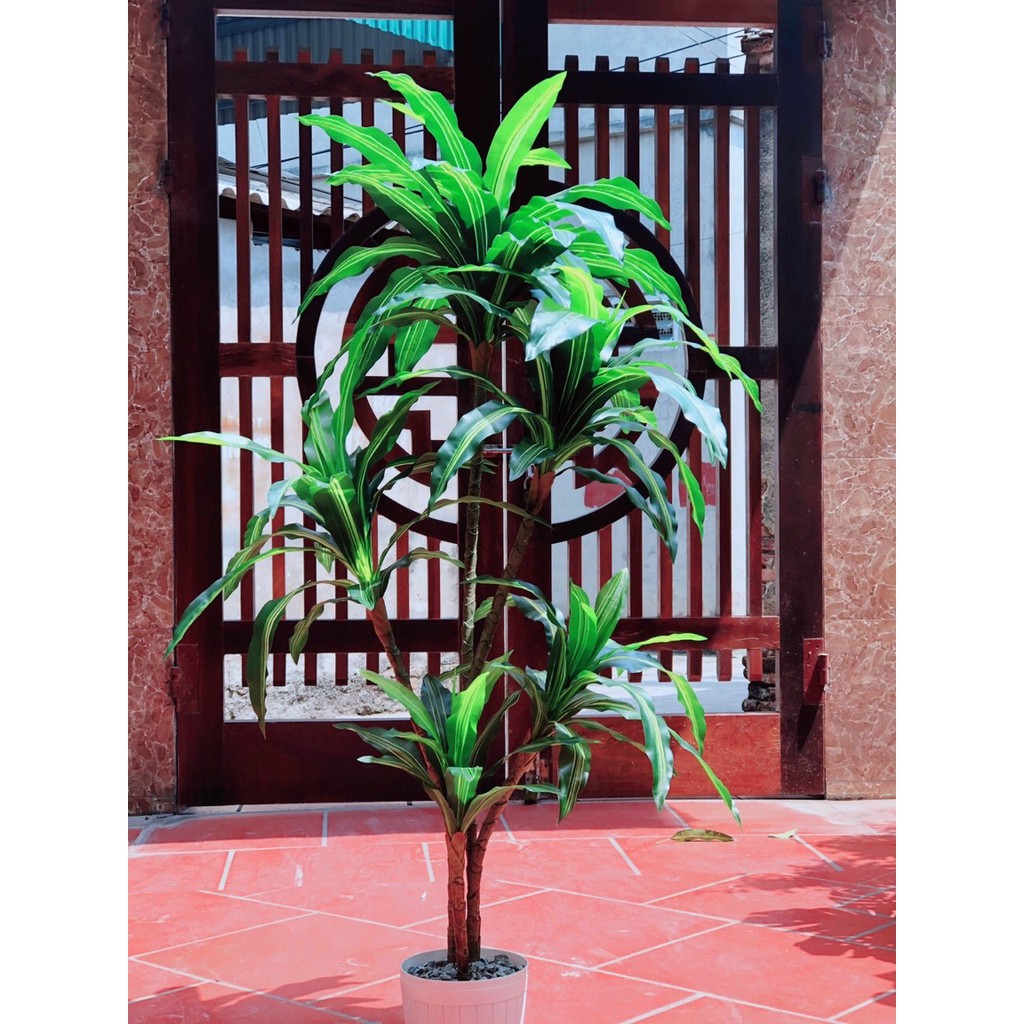 Cây Giả 🌺 Cây Thiết Mộc Lan Brazil 1,7m