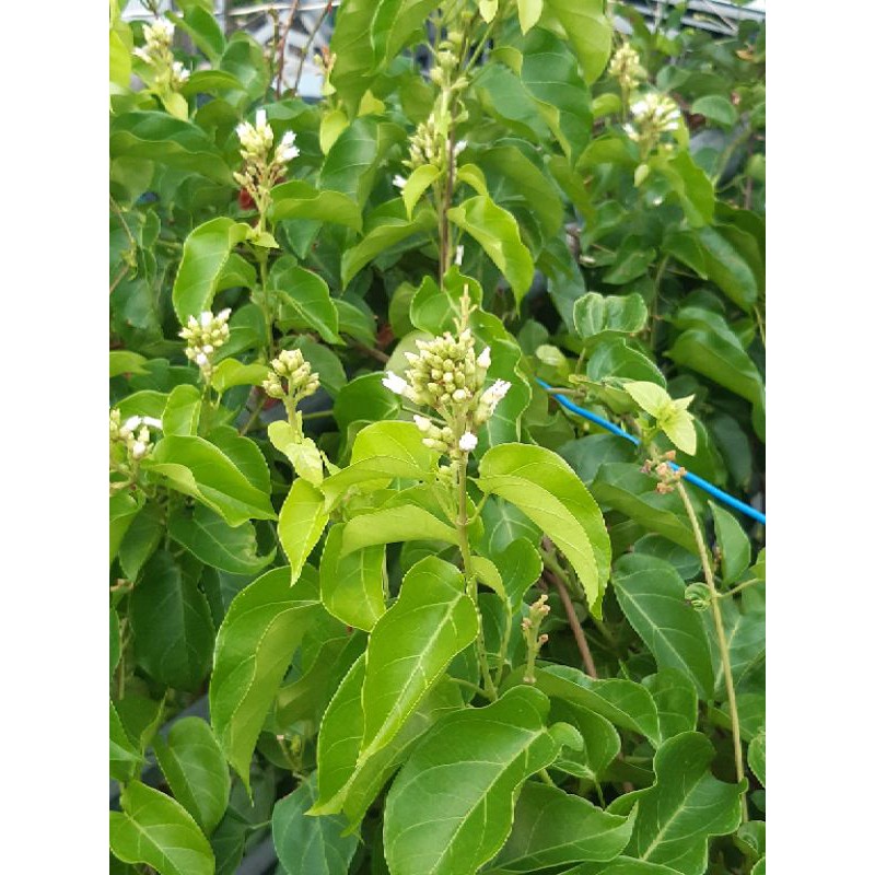 3 bầu cây giống lá giang
