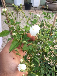 Hồng bụi Bạch Trà ( ảnh thật)