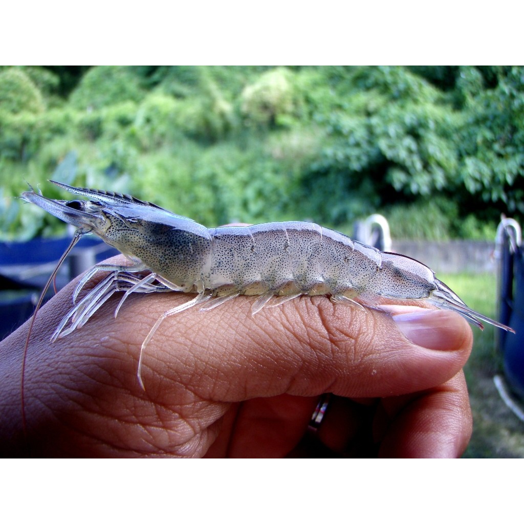 MEN LÀM SẠCH ĐÁY AO, NƯỚC AO VÀ KHỬ KHÍ ĐỘC NH3, H2S, NO2 AO TÔM. Gói 500g