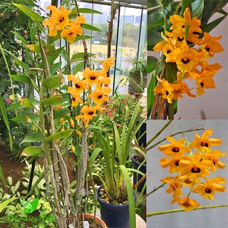 Lan Hoàng thảo long nhãn 1kg