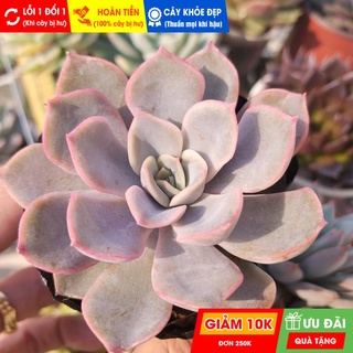 Sen đá liên đài hồng, đã thuần khí hậu nóng, khoẻ đẹp, hoàn tiền khi cây bị hư hoặc lỗi