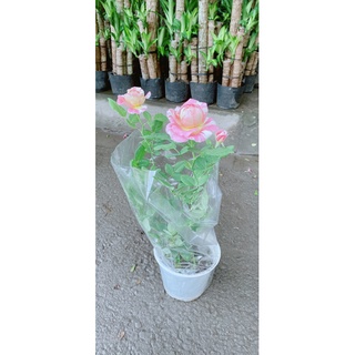 Bụi Hoa Hồng Hoa Thơm