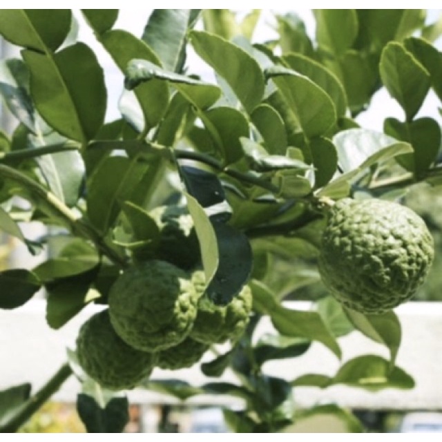 Cây chúc  tặng phân bón