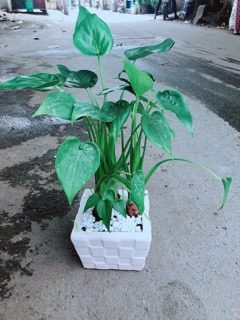 Chậu Môn Tai Phật