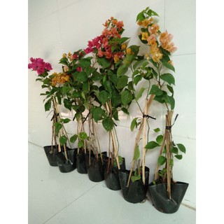 Cây hoa giấy giống