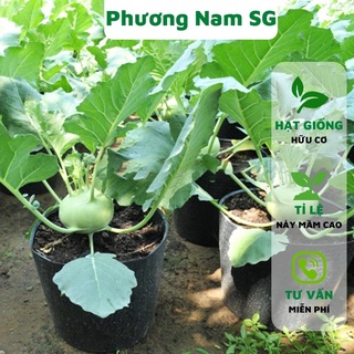 Hạt giống su hào xanh Phương Nam 2GR
