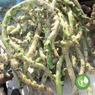 Tắc Kè Đá 1KG - ND114