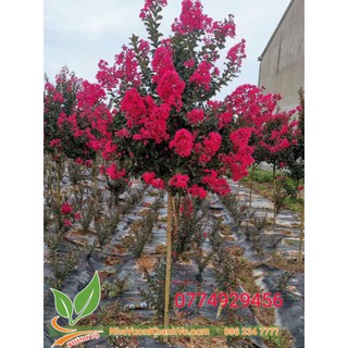 Cây tường vy đỏ  huyết long đang hoa cao 1m