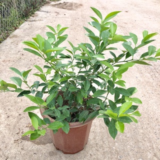 Cây chanh - Cây chanh tứ quý cao 30cm lá thơm có nhiều công dụng trong chế biến thức ăn