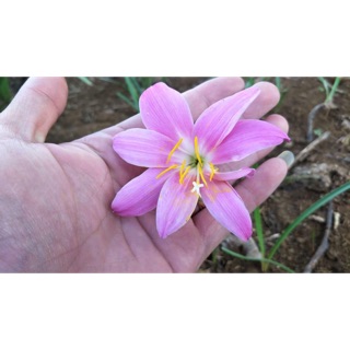 Củ hoa huệ mưa màu hồng khủng