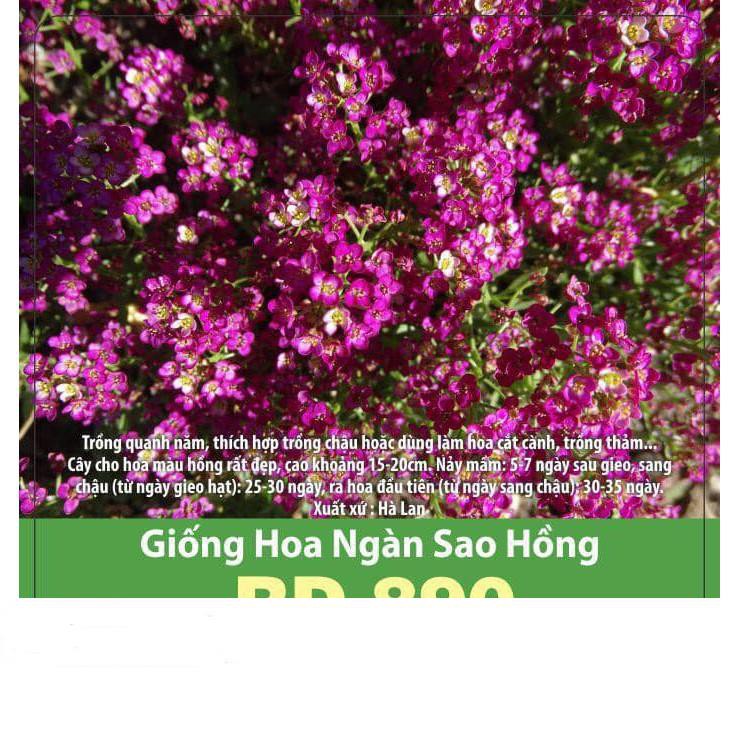 Hạt Giống Hoa Ngàn Sao Tím
