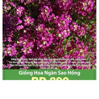 Hạt giống hoa ngàn sao tím