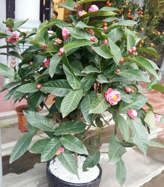 Cây giống hoa hải đường combo 2 cây