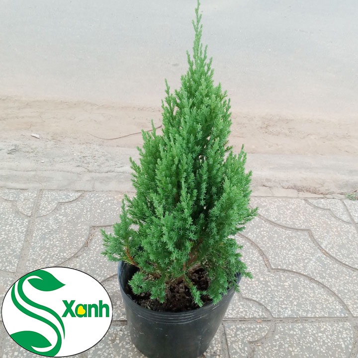Cây Tùng Sơn trang trí Noel
