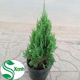 Cây Tùng Sơn trang trí Noel