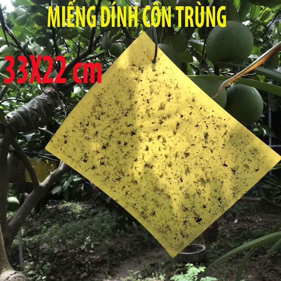 Tấm bẫy côn trùng (33x22cm) - Miếng dán dính côn trùng ruồi vàng trong nông nghiệp như cây ăn quả, nông nghiệp hữu cơ