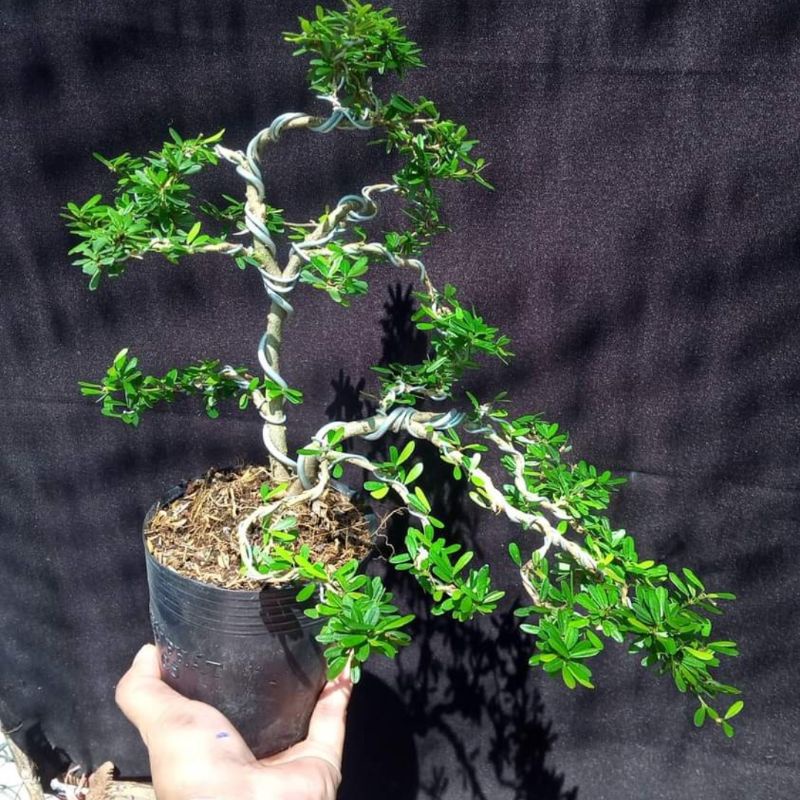 Linh sam 86 bonsai siêu đẹp