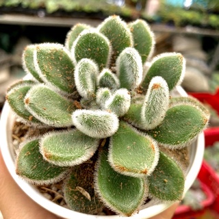 Sen đá nhung lông xanh chậu to 10cm