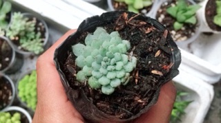 Combo sản phẩm 