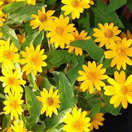 Gói 30 hạt giống hoa Cúc Mặt Trời 30cm Tâm Vàng- phân phối bởi NÔNG TRẠI TẠI GIA