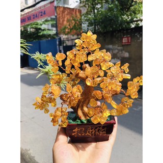 Cây tài lộc t. anh vàng Loại nhỏ