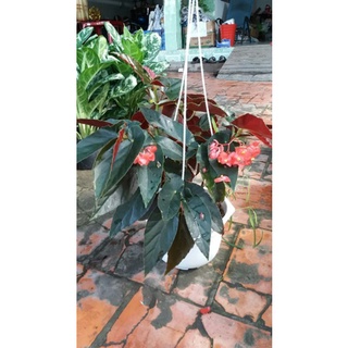 Cây Gấm Hải Đường