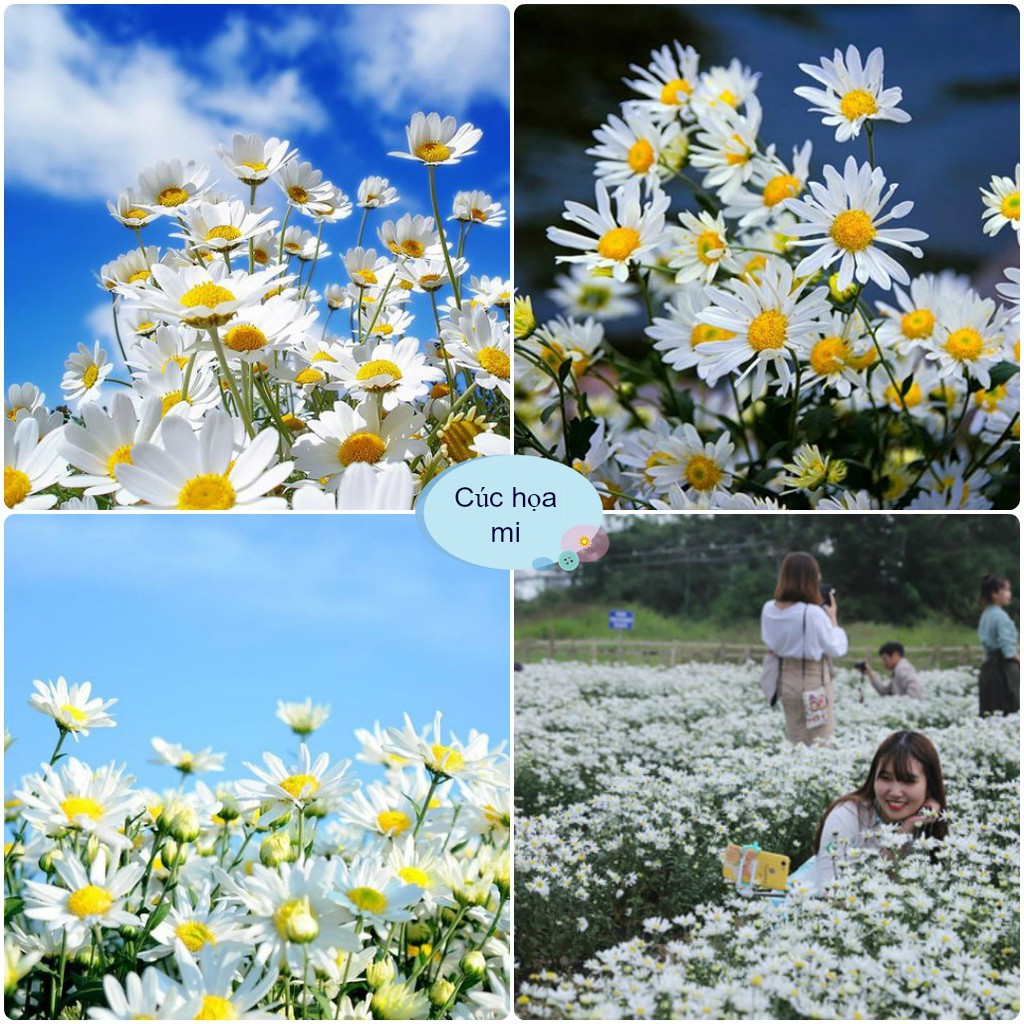 Hạt Giống Hoa Cúc Họa Mi