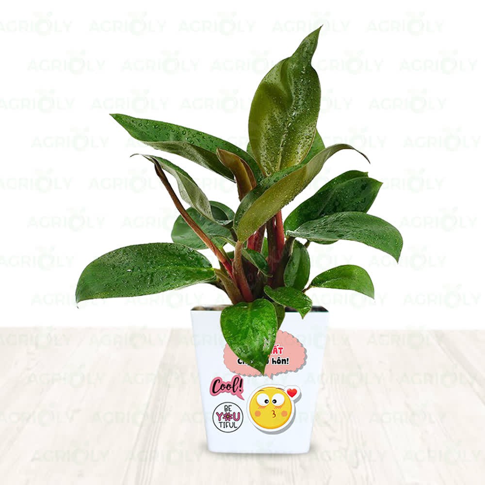 Cây Trầu Bà Đế Vương Đỏ & Chậu Sứ