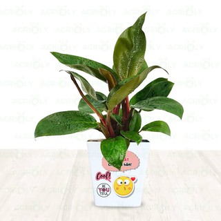 Cây Trầu Bà Đế Vương Đỏ & Chậu Sứ