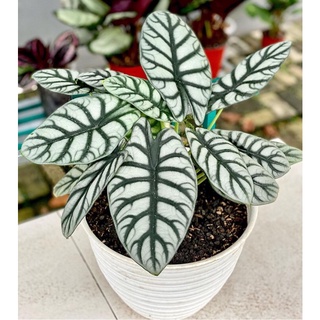 chậu alocasia baginda  dragon silver( môn rồng bạc)