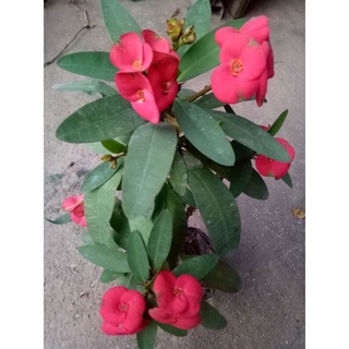 xương rồng bát tiên