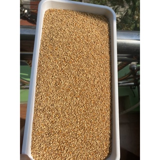 Phân hoa mật ong (phấn hoa cafe) - 1kg